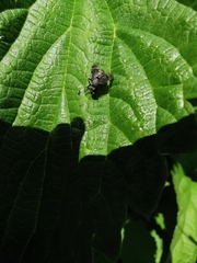 Platystoma seminationis