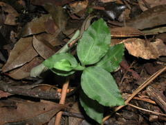 Goodyera henryi