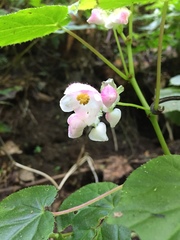 Begonia
