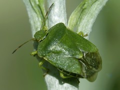 Palomena prasina