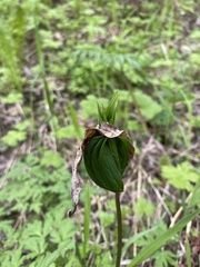 Paris verticillata