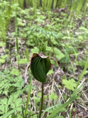 Paris verticillata