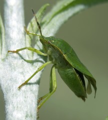 Palomena prasina