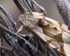 Phlogophora meticulosa