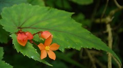 Begonia sutherlandii