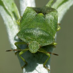Palomena prasina