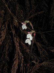 Odontochilus yakushimensis