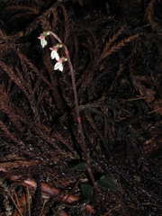 Odontochilus yakushimensis