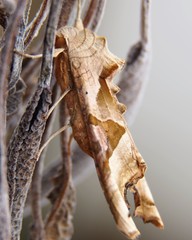Phlogophora meticulosa