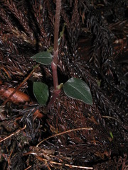 Odontochilus yakushimensis