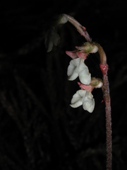 Odontochilus yakushimensis