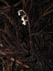 Odontochilus yakushimensis