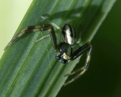 Misumena vatia