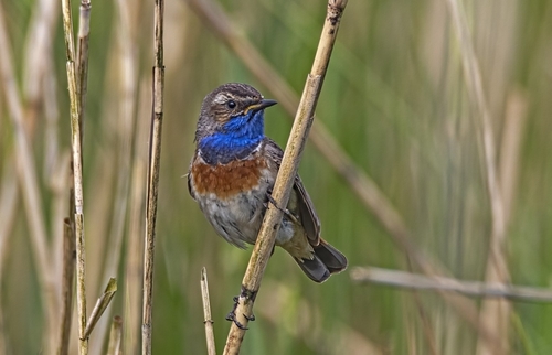 Ruiseñor pechiazul (Luscinia svecica)