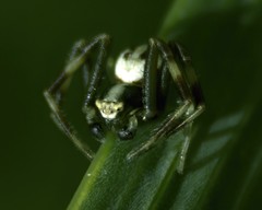 Misumena vatia