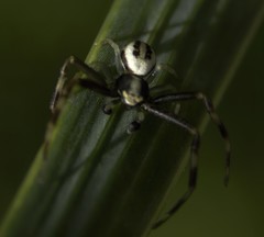 Misumena vatia