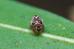 Phoroncidia paradoxa