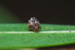 Phoroncidia paradoxa