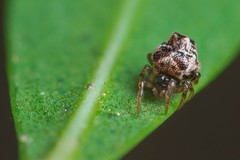 Phoroncidia paradoxa