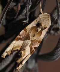 Phlogophora meticulosa