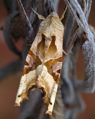 Phlogophora meticulosa