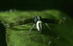 Misumena vatia