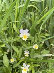 Viola arvensis
