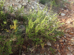 Cliffortia drepanoides