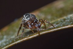 Phoroncidia paradoxa