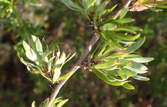 Cliffortia drepanoides