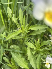 Viola arvensis