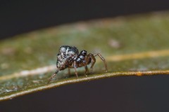 Phoroncidia paradoxa