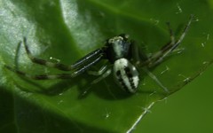 Misumena vatia