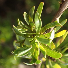 Cliffortia drepanoides