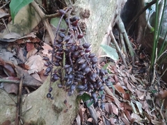 Baccaurea parviflora