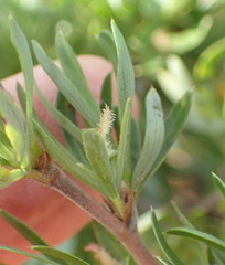 Cliffortia drepanoides