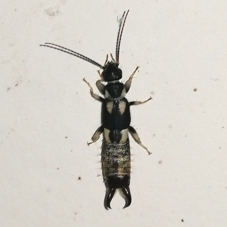 Echinopsalis guttata