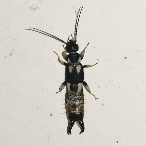 Echinopsalis guttata