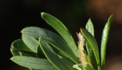 Cliffortia drepanoides