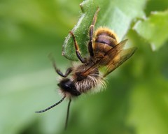 Osmia bicornis