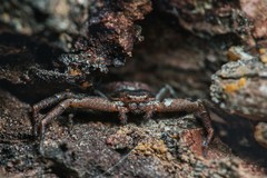 Coriarachne depressa