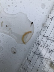 Dendrocoelum lacteum