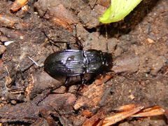 Abax parallelepipedus