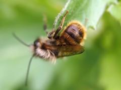 Osmia bicornis