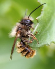 Osmia bicornis