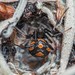 Arañas de Telaraña Irregular - Photo (c) Óscar Mendez, algunos derechos reservados (CC BY-NC), subido por Óscar Mendez