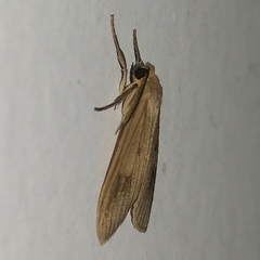 Trocodima lenistriata