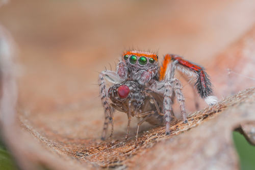 Beardfooted spider