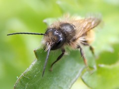 Osmia bicornis