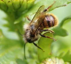 Osmia bicornis